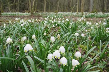 Am Kleinen Hühnerberg werden Naturschutzmaßnahmen unternommen.