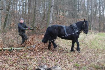 Zusammen mit Kaltblut "Chuck" bringt Reinhard Hundsdorfer Stämme aus dem Donauwörther Stadtwald.