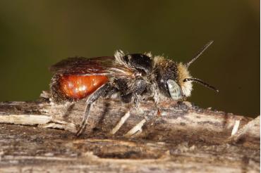 Hier die rote Schneckenhausbiene