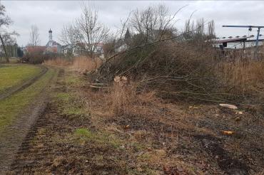 Das Bild zeigt abgeholzte Sträucher und Bäume. 