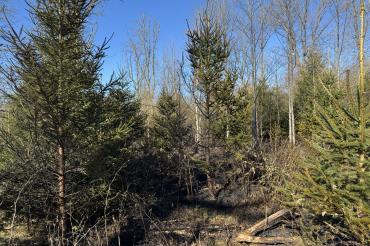 Waldbrand Monheim