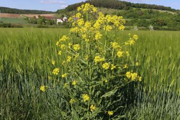 Das Orientalische Zackenschötchen kann leicht mit Raps verwechselt werden.