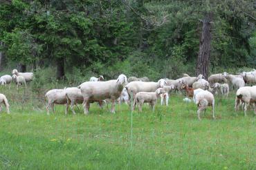 Schafe und Ziegen sind ideal für Landschaftspflege in historischen Naturräumen.