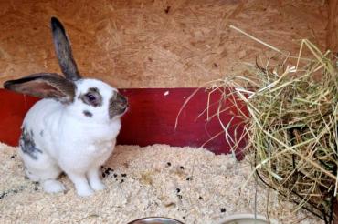 Wer erkennt diesen Stallhasen?