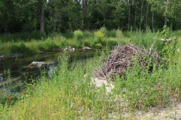 Die Fischaufstiegshilfe wurde dem natürlichen Ufer des Lechs nachempfunden, um so neuen Lebensraum zu schaffen.
