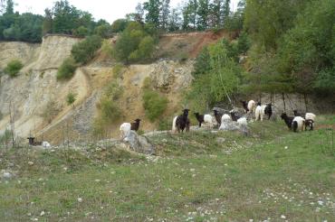 Walliser Schwarzhalsziegen im Geotop Lindle