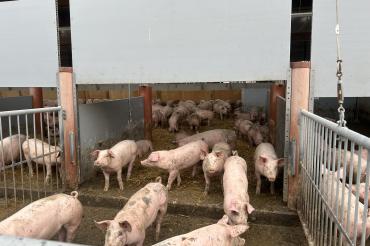 Schweinemast Donau-Ries