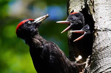Schwarzspecht Fotowettbewerb Oettingen