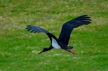 Schwarzstörche sind in Europa gefährdet.