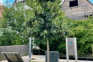 Stadtbaum in Nördlingen.