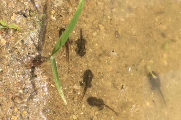 Die Larven der Kreuzkröte mit dem charakteristischen gelben Strich auf der Rückenlinie. Sie benötigen bis zu ihrem Landgang einen Tümpel, der auch bei Trockenheit noch Wasser führt.