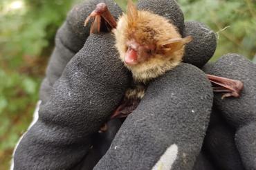 Fransenfledermaus im Donauwörther Stadtwald 