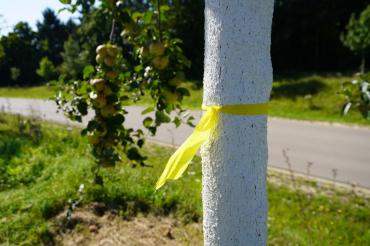 Das gelbes Band markiert Obstbäume, von denen geerntet werden darf. 