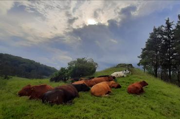 Angusrinder Kohlenbachtal