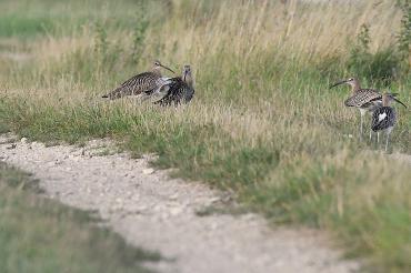Brachvögel am Wegrand