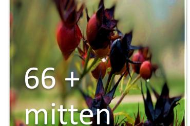 66+ mitten im Leben