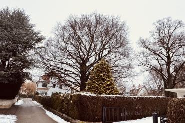 Die Blutbuche in Nördlingen.