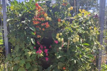 Vertikale Bepflanzung Blumen, Kräuter und Gemüse.