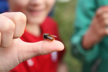Alles dreht sich um die Wildbienen.