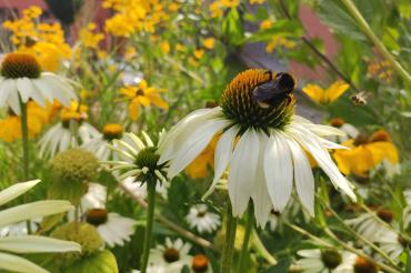 Sonnenhut mit Hummel