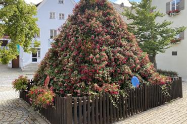 Fuchsienmarkt Wemding