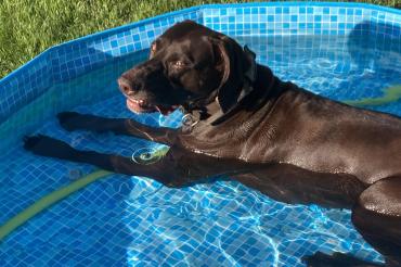 Hund Hitze