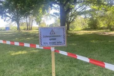 Eichenprozessspinner Oettingen
