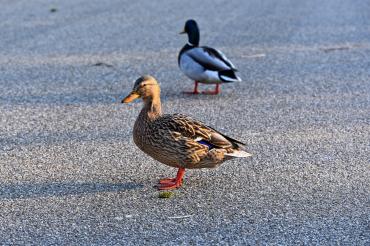 Enten auf einer Straße