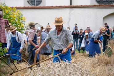Das Getreide auf dem Musterfeld wird an diesem Tag wie früher von Hand geerntet.