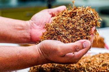 Getrockneter Rohtabak ist das traditionelle Ausgangsmaterial, dessen Inhaltsstoffe beim Rauchen durch Verbrennung freigesetzt werden.
