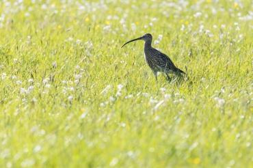 Großer Brachvogel auf Feuchtgrünland