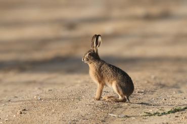 Hase