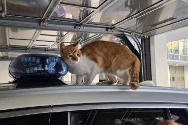 Der Kater Nemo konnte bereits seinen Besitzern zurückgegeben werden.