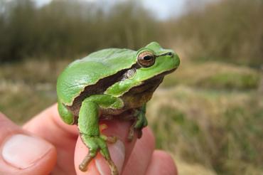 Laubfrosch