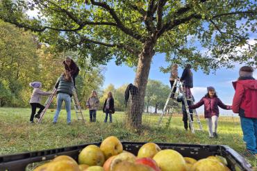 Schülerinnen und Schüler der 3. Klasse der Grundschul Mitte ernteten fleißig Äpfel an der Streuobstwiese am alten Nähermemminger Weg. 