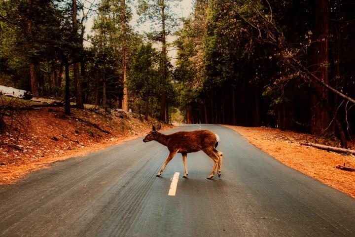 Reh auf Straße im Wald