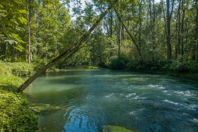 Donauauwald bei Bertoldsheim Foto W. Willner _2017-08-09_1923_C0005_000033 (002)