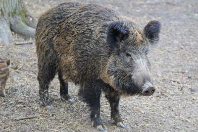 Wildschwein