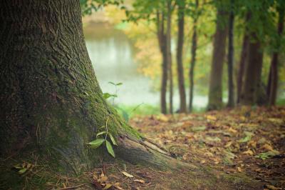 Zu sehen ist ein Wald.