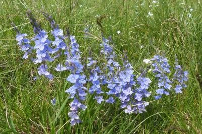 Österreichischer Ehrenpreis.