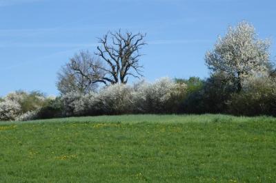Auf dem Bild ist eine Hecke zu sehen.