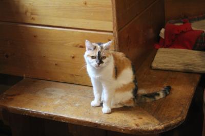 Hier sieht man Turmkatze Wendelstein.