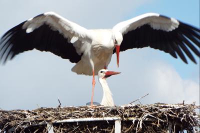 Die neuen Störche haben sich in dem Nest niedergelassen.