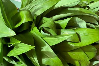 Pflanze die Grün ist