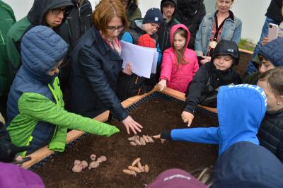 Kartoffelaktion Marxheim 