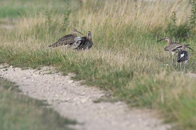 Brachvögel am Wegrand