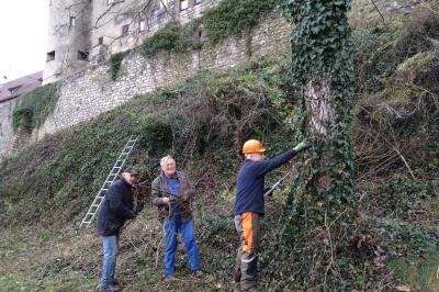 Burgmauern freigelegt Harburg