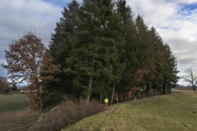 Das Foto zeigt Mitarbeiter der Flussmeisterstelle Donauwörth bei Fällarbeiten in Zusum