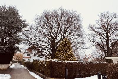 Die Blutbuche in Nördlingen.