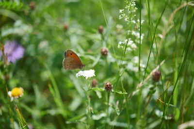Falter auf einer Streuobstwiese.